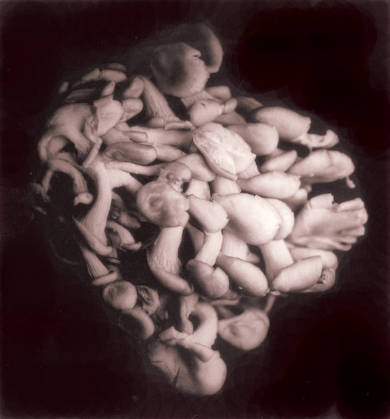 Heart of fungus