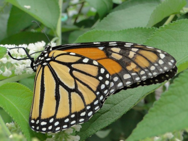 Monarch Butterfly