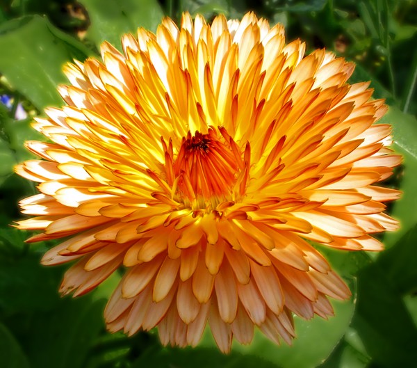 Yellow Red #1