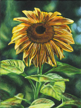 Sun's caress