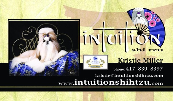 Intuition ShiTzu