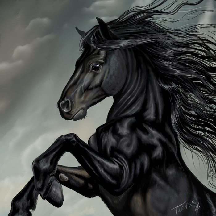 The Black Stallion