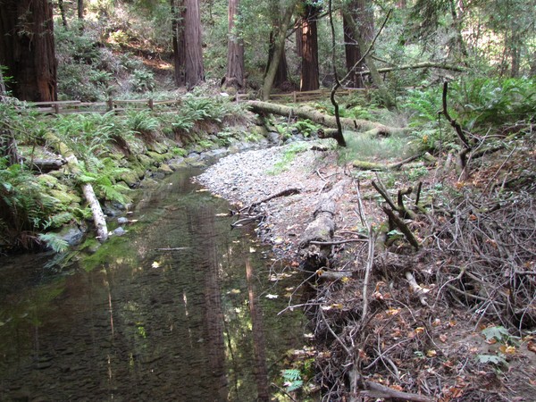 forest floor