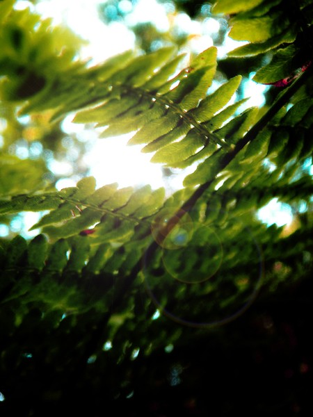 Flurry of Green