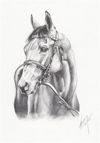 Horse Portrait