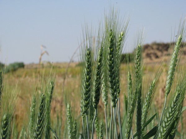 wheat