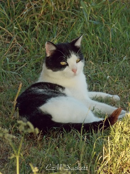 Tom5