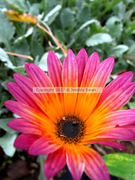 Flower #2