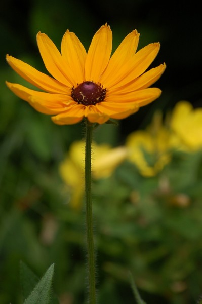 Lone daisy