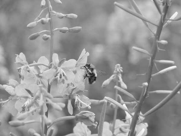 Busy Bee