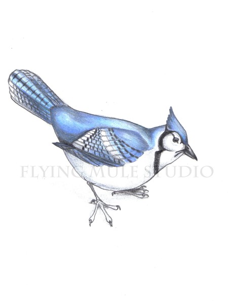 Blue Jay By Sharon England Artwanted Com