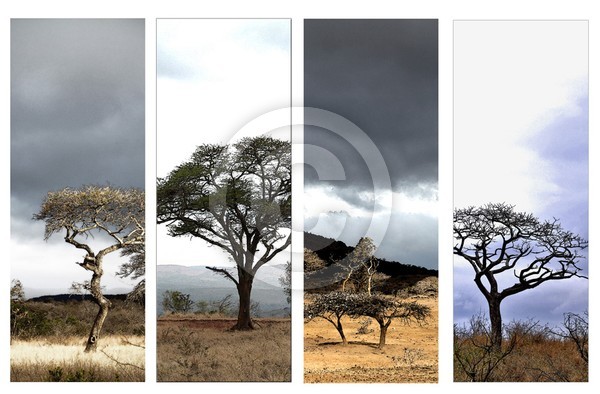 Trees