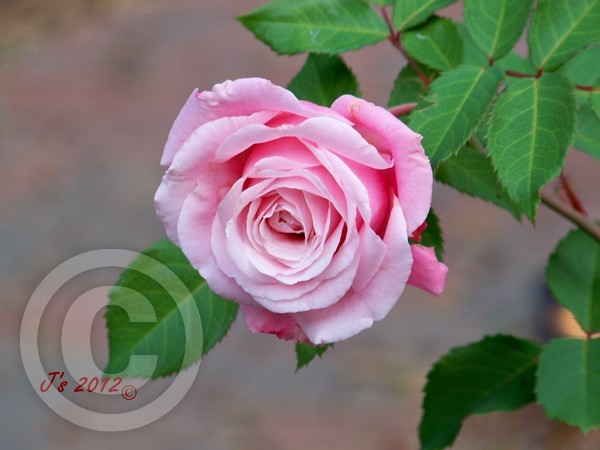 pink