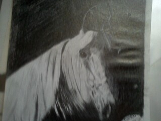 Arabian mare
