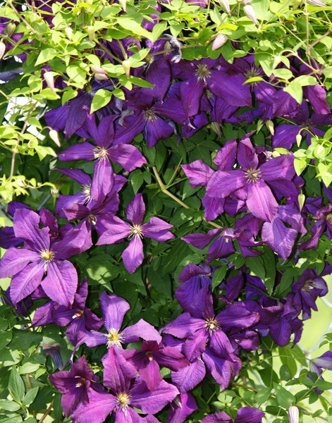 Purple Clematis