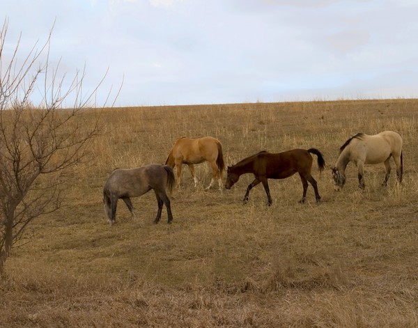 High Plains Horses