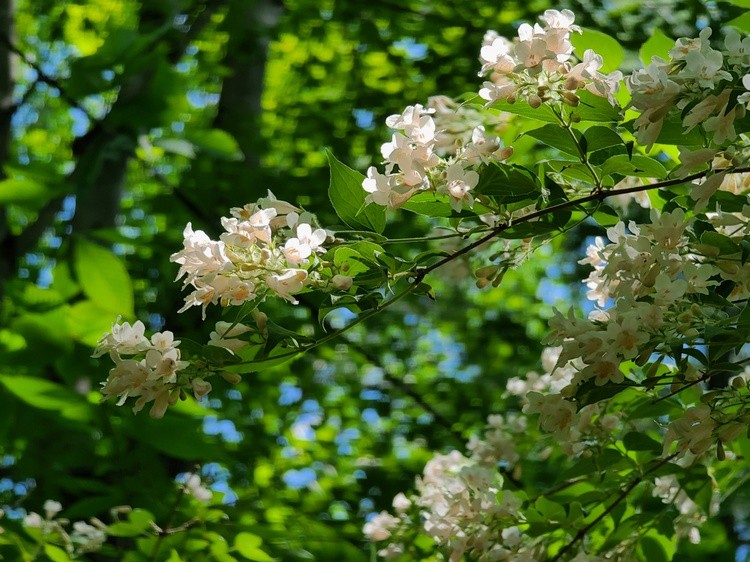 BEAUTY BUSH