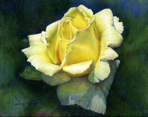 Yellow rose