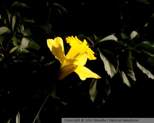 Narcissus Nocturnus 9873