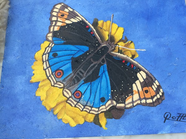 MARIPOSA PRACIS ORITHYA
