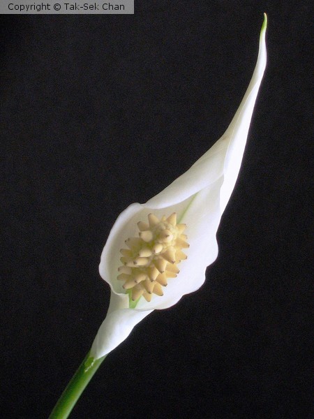 Peace Lily = Spathiphyllum floribundum Mini
