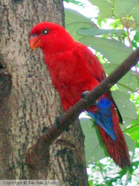 Lory (male), Hong Kong