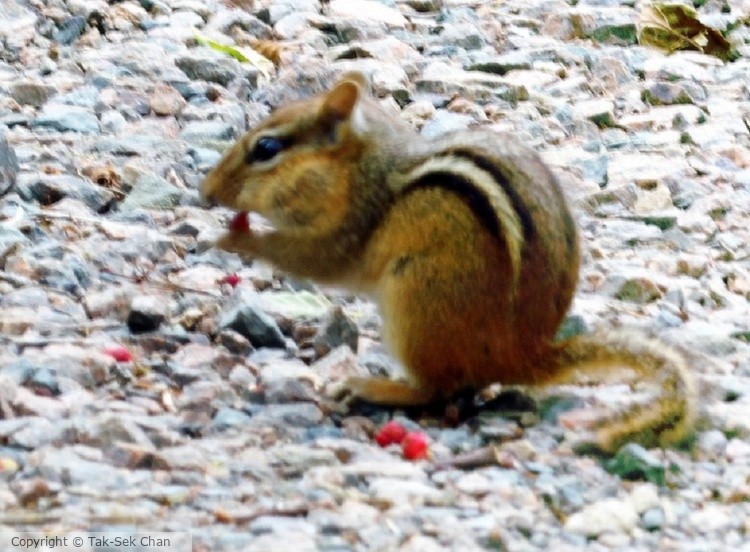 Chipmunk (Tamias sp.) 06-18-2915
