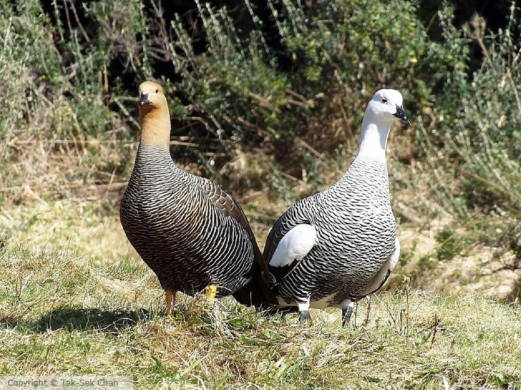 Upland Geese (Magellan Geese, Chloephaga picta), female & male, Argentina 11-05-15