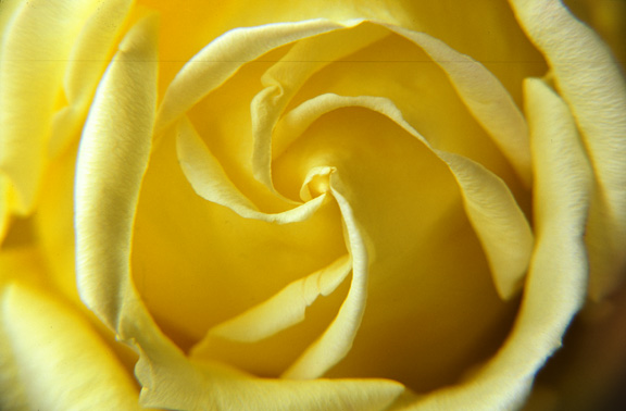 Yellow Rose