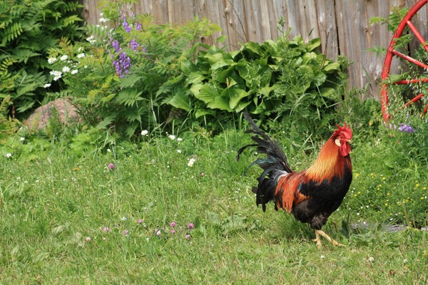 Rooster