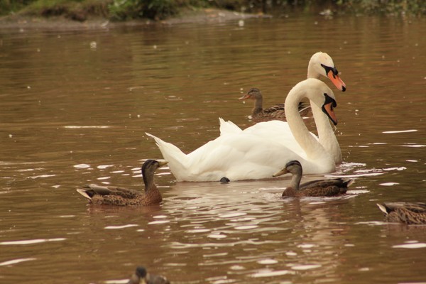 Swans