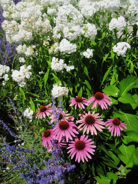 Flower Hedge 3