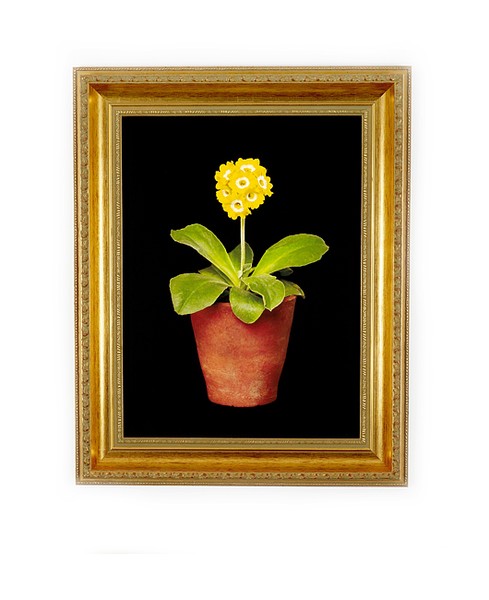 Auricula Cathy Mckay