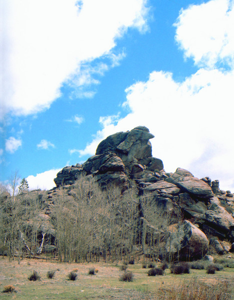 Bird's Nest