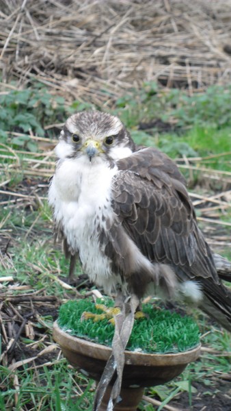 Owls and birds of prey 03