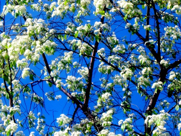 Snow Flowers