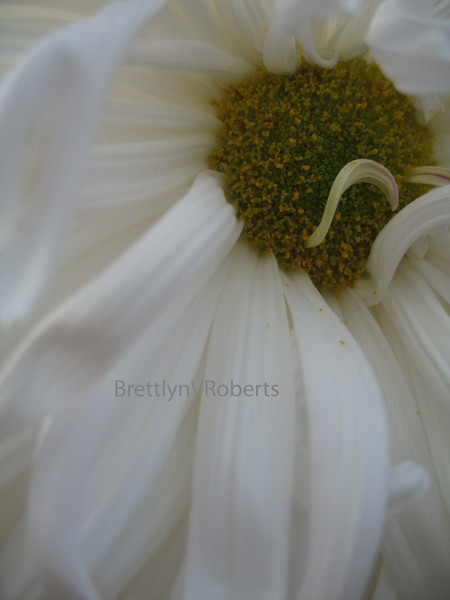 Daisy Day