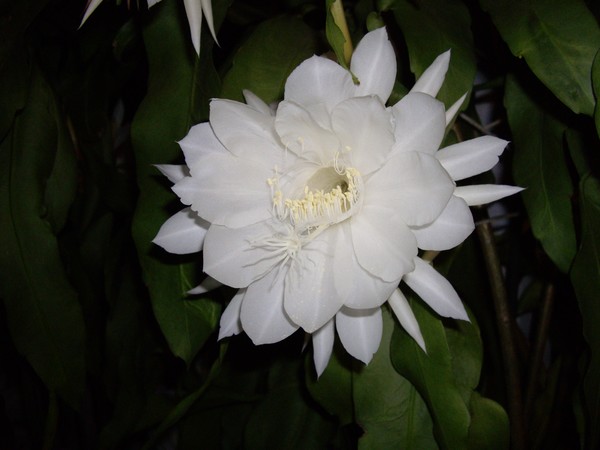 2008 12 pm010