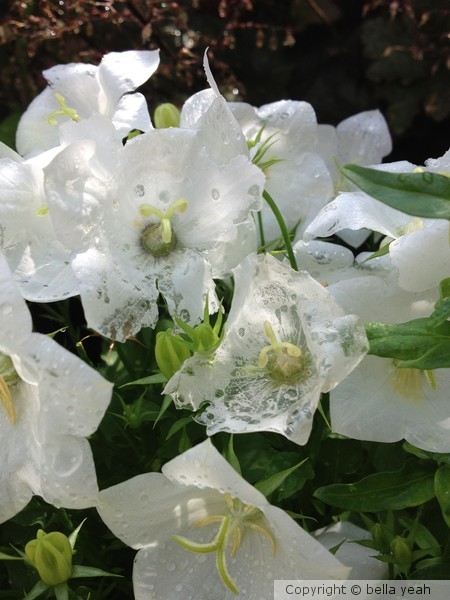 campanula after thunderstorm