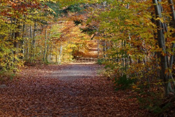 Autumn's Blanket