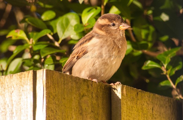 Feathered Friend