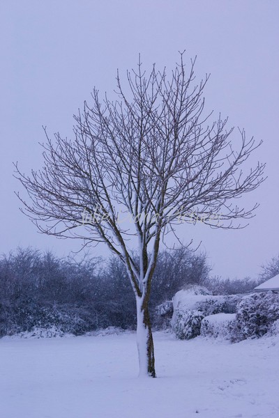 Winter Tree