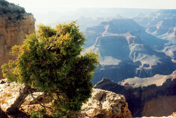 Loney Shrub