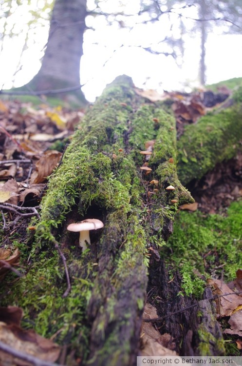 Optimized-Mini Mushroom Que