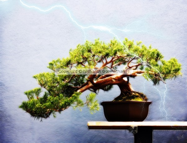 Bonsai Lightning