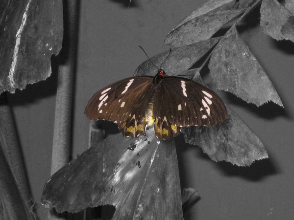 Butterfly Resting