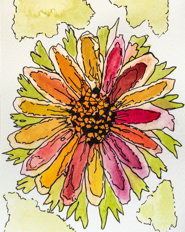 Multi-Color Daisy