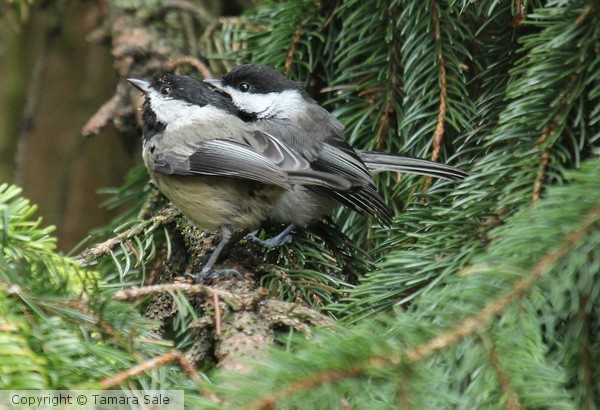 Chickadee Buddies
