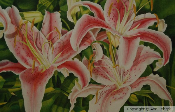 Day Lillies