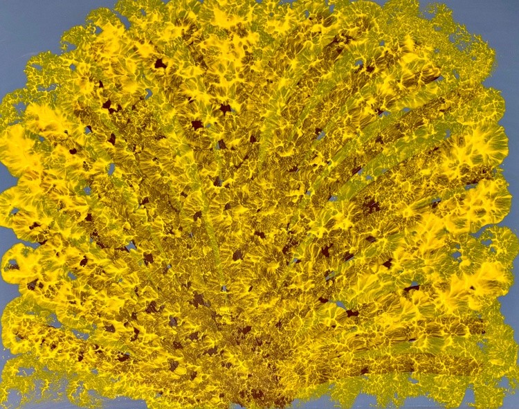 Forsythia